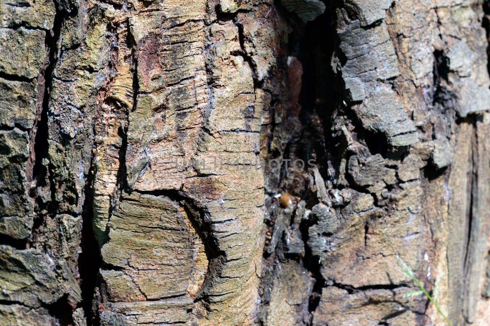 Large Brown Tree Trunk plant bark. Full Frame. Abstract Nature background.