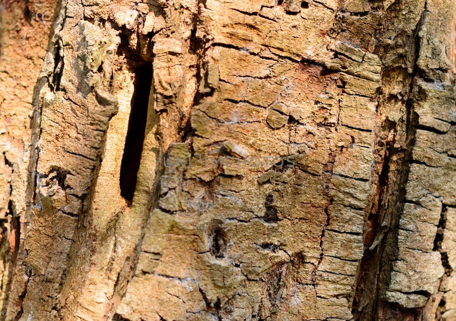 Large Brown Tree Trunk plant bark. Full Frame. Abstract Nature background.