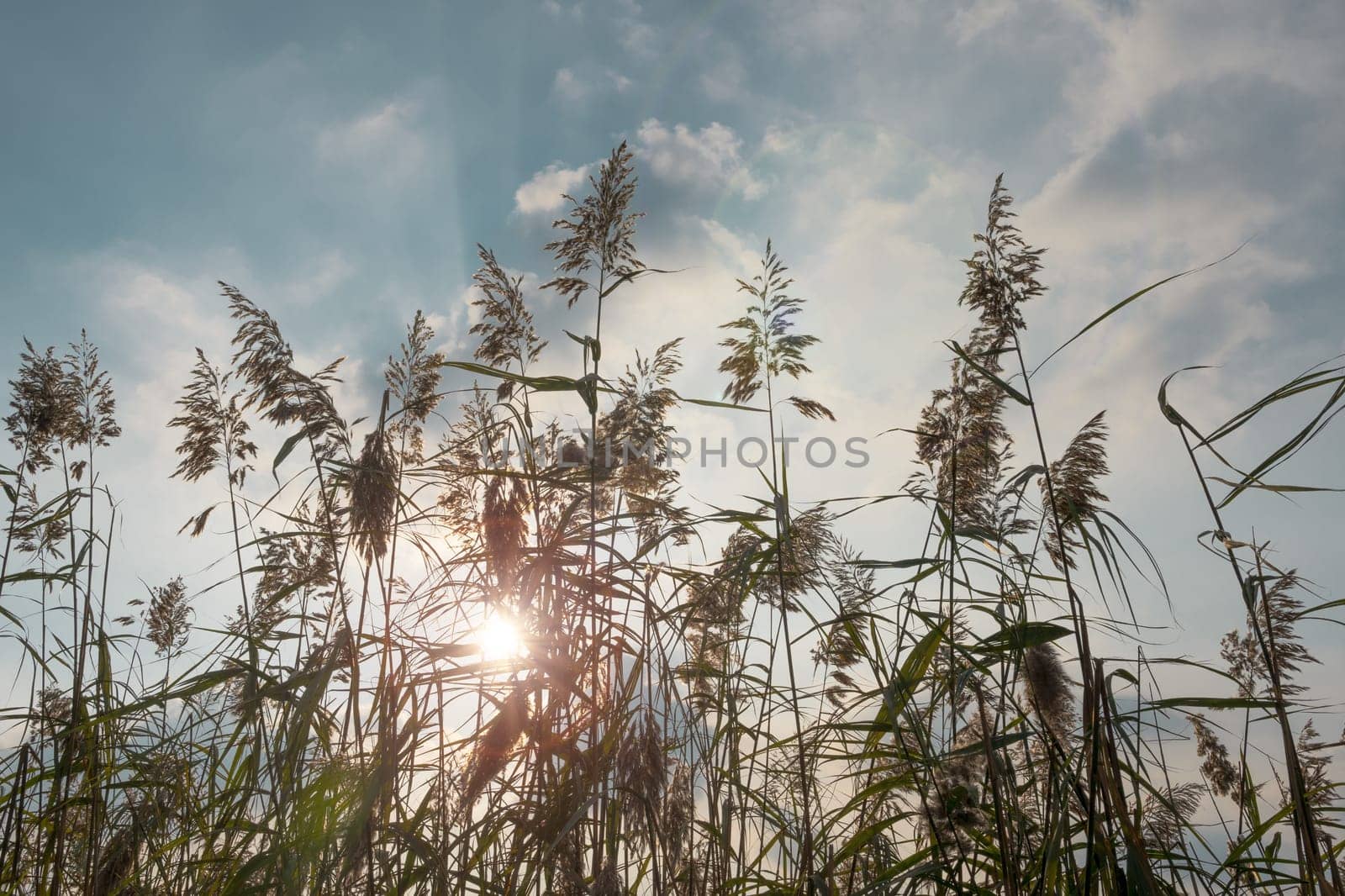 Ears waving in backlight with sun and clouds.