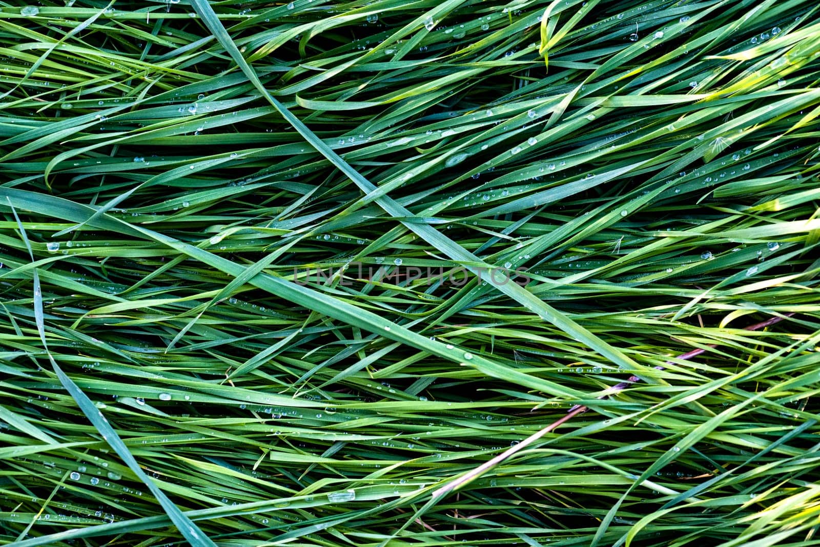 Fresh green grass wet with dew in the morning. Graphic texture for background.