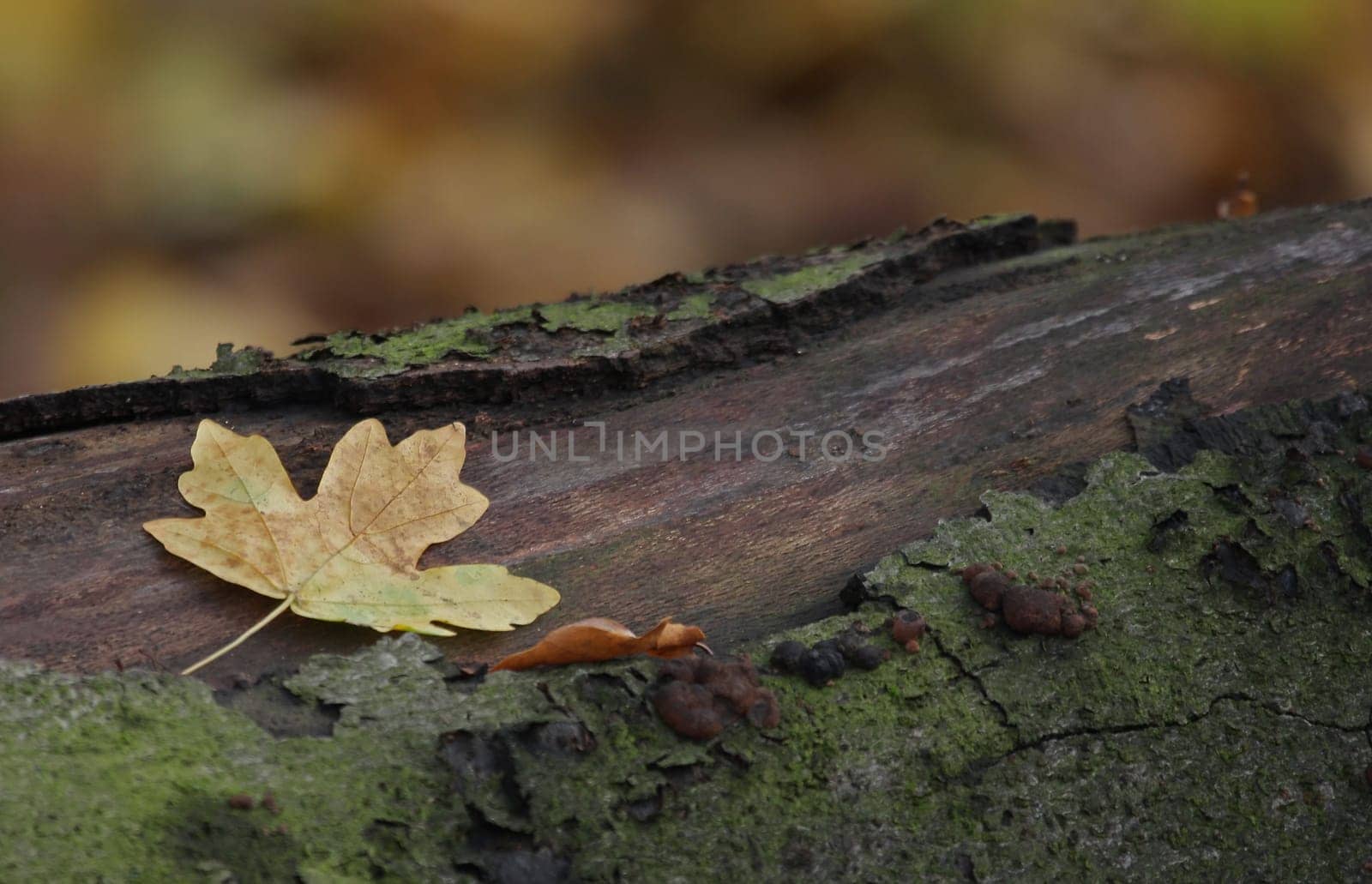 autumn