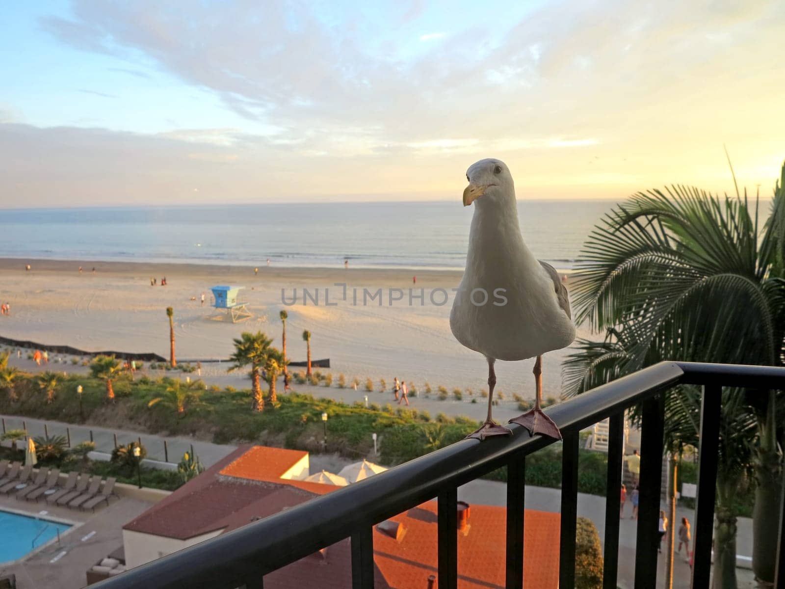 A seagull standing on a railing at sunset