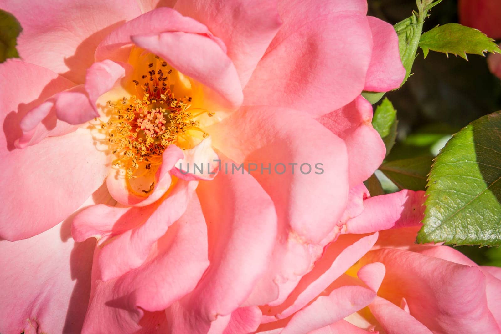 close up of a pink rose in garden
