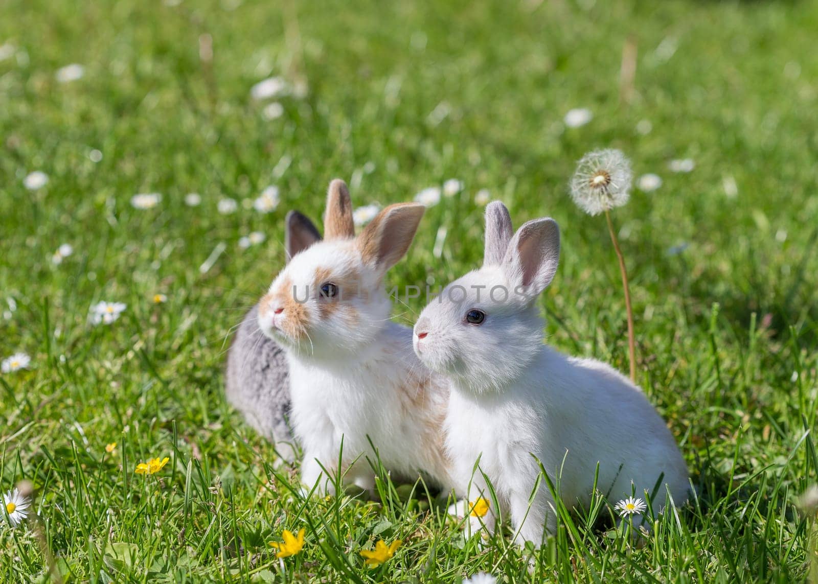 young bunnies