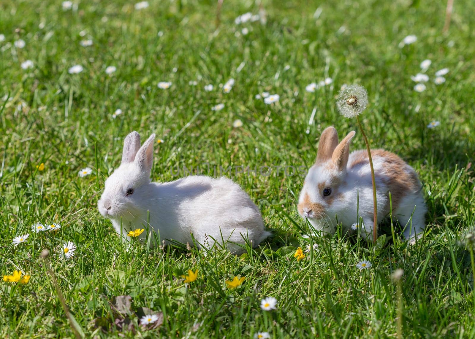 young bunnies