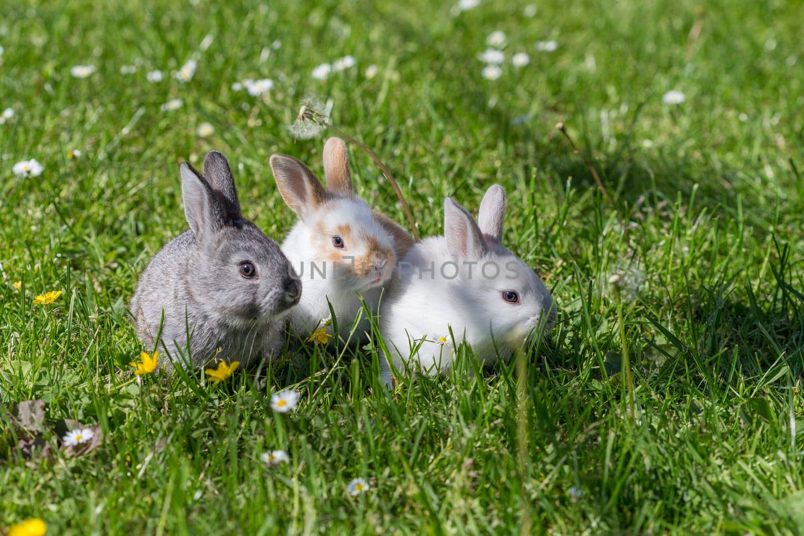 young bunnies