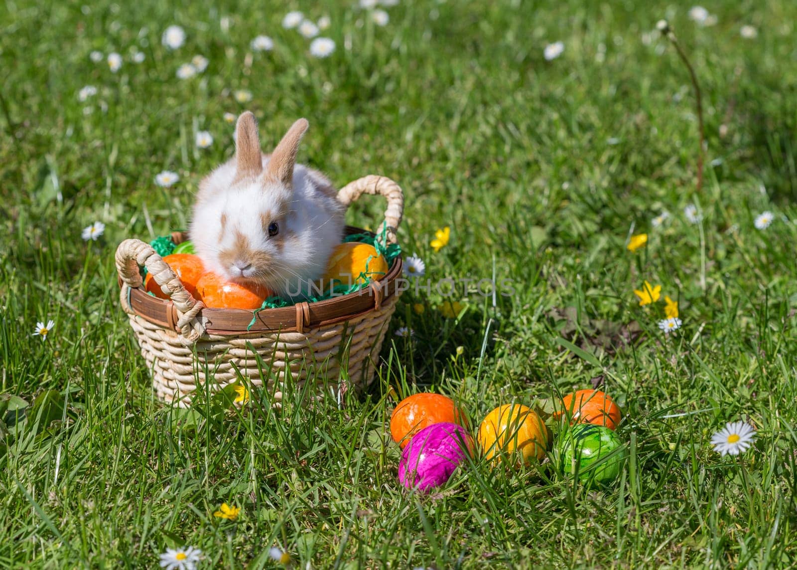 Easter bunny