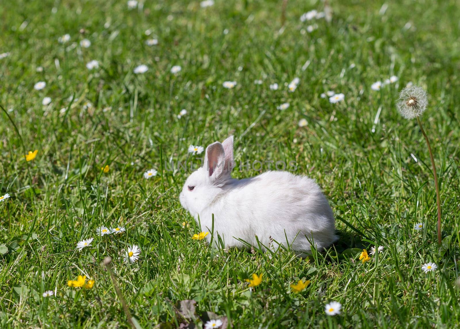 young bunnies