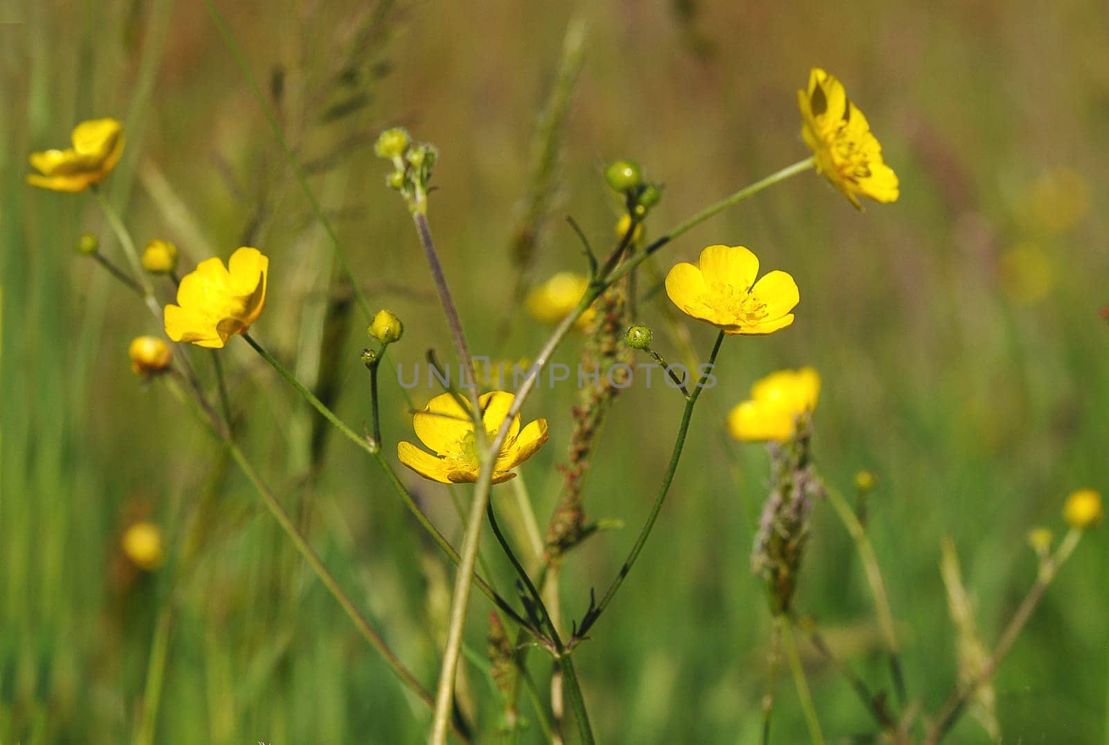 Summer meadow