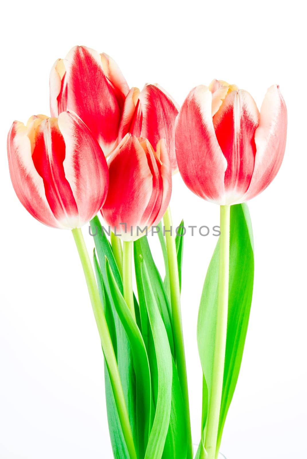 Bouquet of several tulips isolated over white background