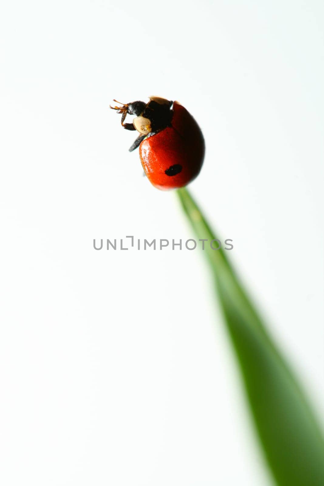 summer red  ladybug on grass