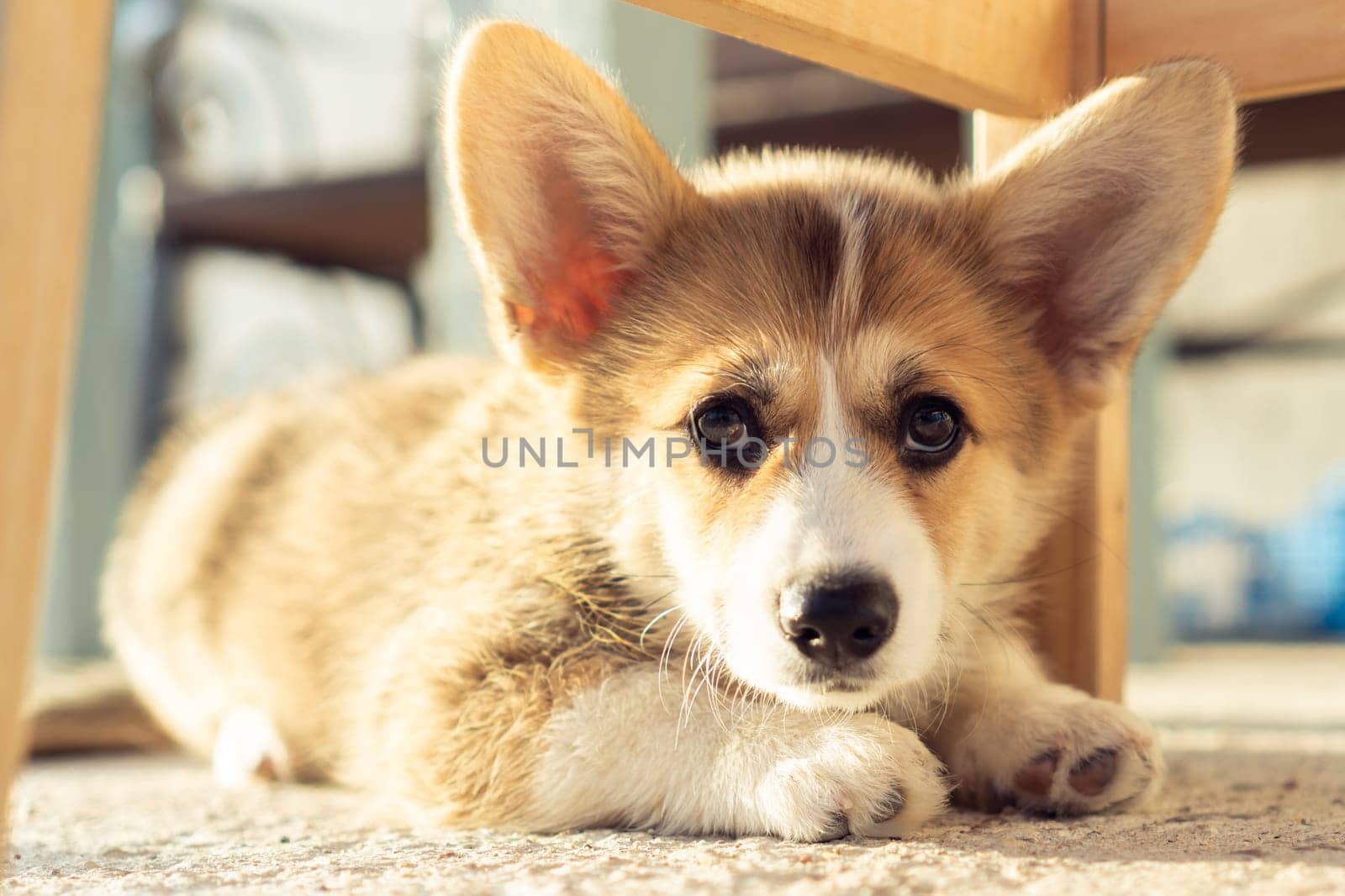 Portrait of wonderful welsh pembroke corgi puppy lying on concrete floor under wooden stairs near house, looking at camera. Domestic animal, pet care, veterinary clinic, world pet day, pet adoption.