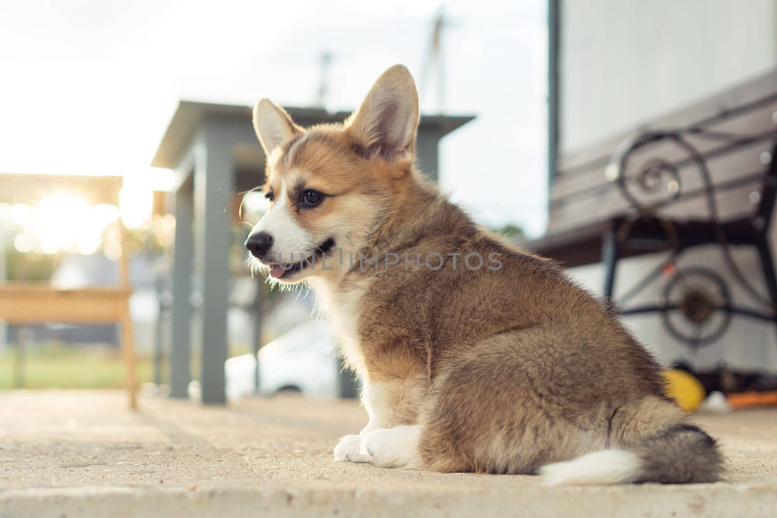 Back view of cute fluffy welsh pembroke corgi puppy sitting on concrete floor near bench at sunset, looking back, showing tongue. Domestic animal, pet care, veterinary clinic, animal life. Soft focus.
