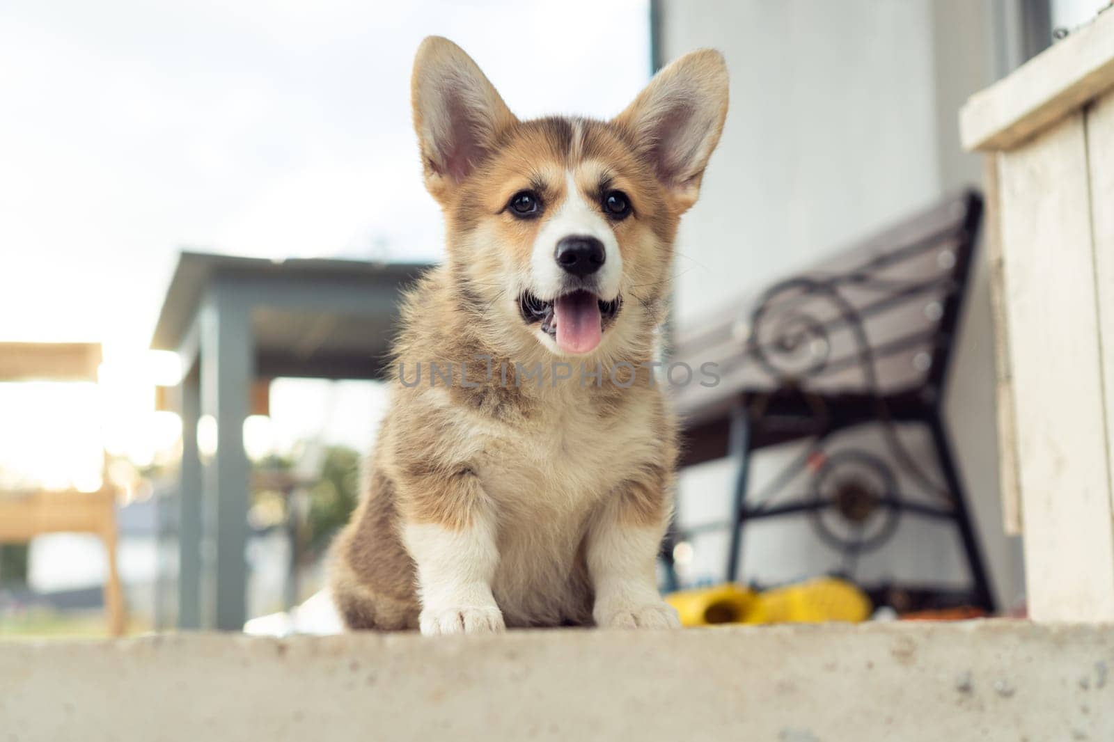 Portrait of friendly welsh pembroke corgi puppy sitting on concrete floor near house in summer looking at camera, showing tongue. Domestic animal, pet care, veterinary clinic, animal life. Soft focus.