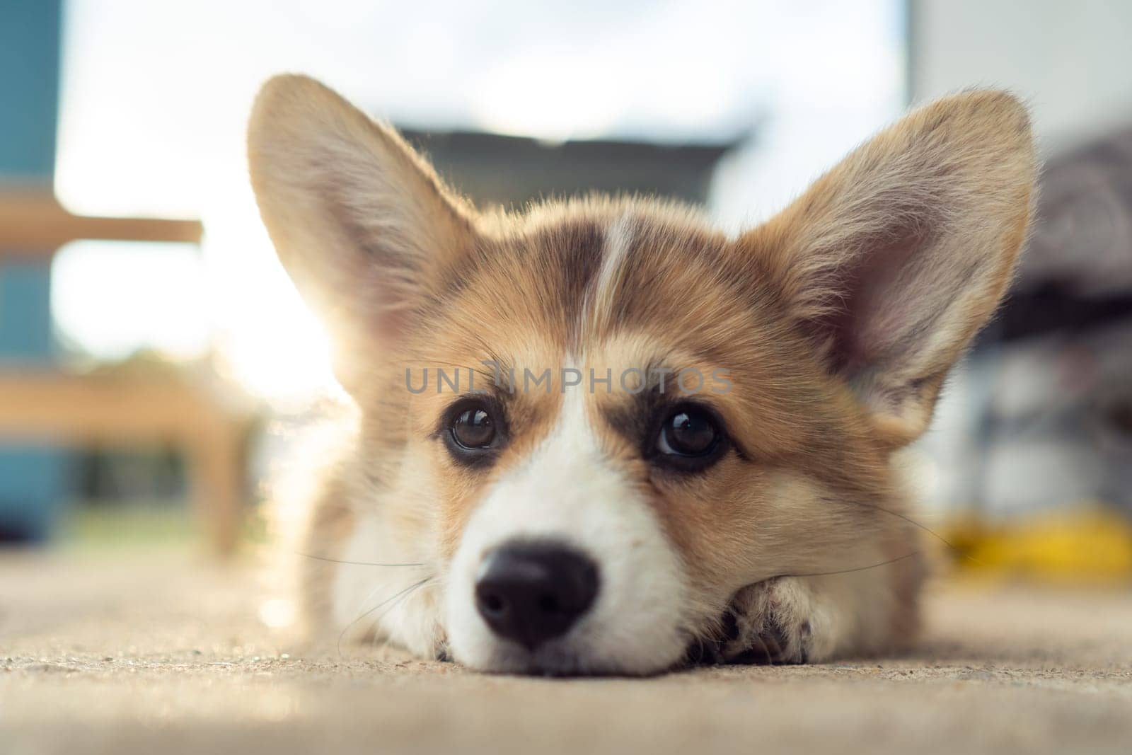 Portrait of sweet welsh pembroke corgi puppy pet lying on concrete floor, looking at camera, posing. Domestic animal, pet care, veterinary clinic, animal life, world pet day, pet adoption. Soft focus.