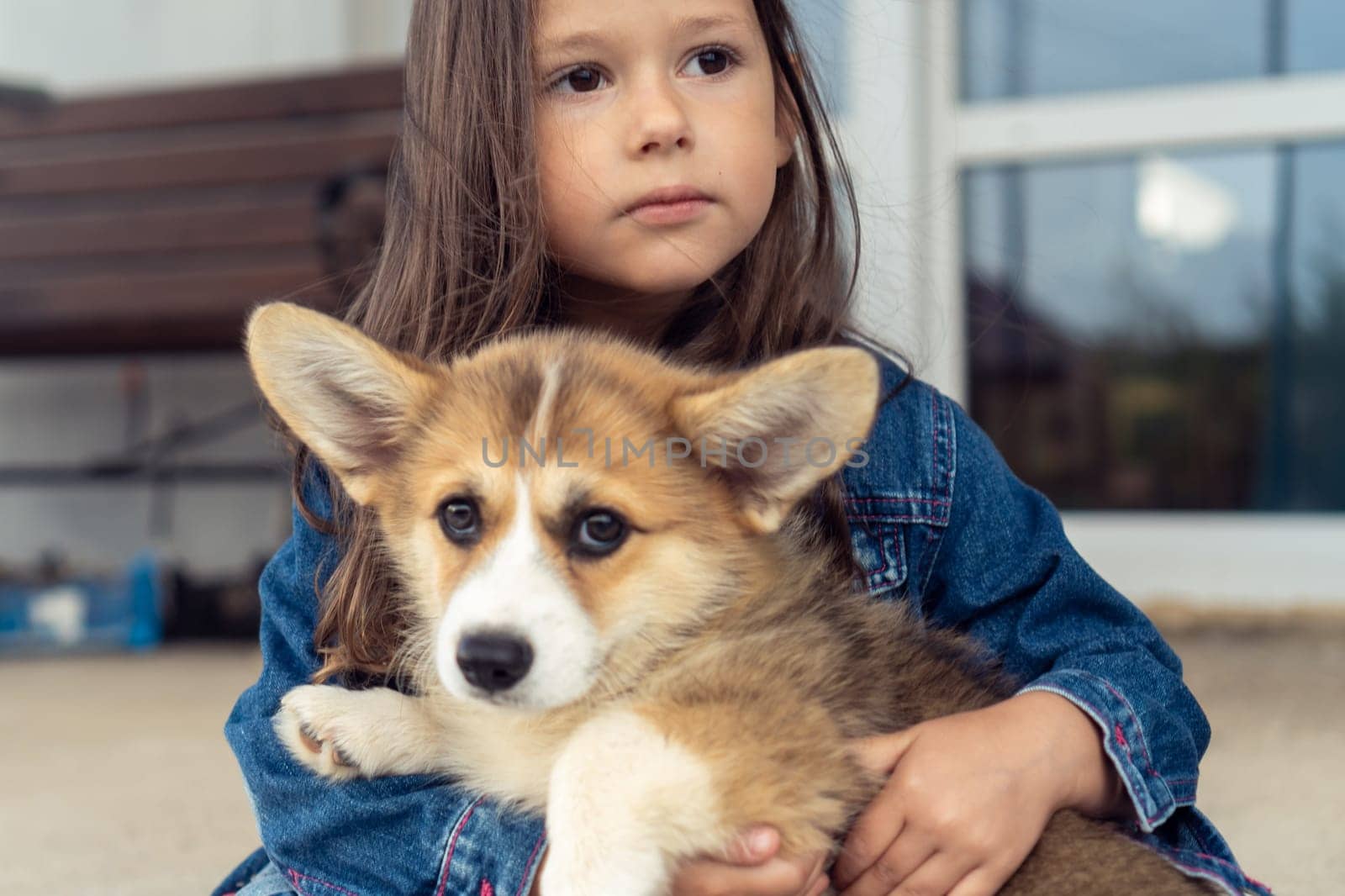 Portrait of amazing little girl with long dark hair wearing denim jacket, embracing sweet welsh pembroke corgi puppy pet, caressing, stroking fur, sitting near house in yard. Pet care, animal life.
