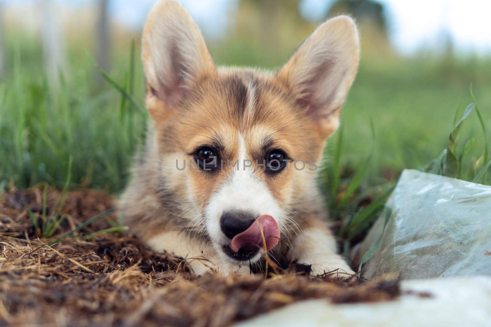 Portrait of charming welsh pembroke corgi puppy lying on the ground among grass lawn in summer, looking at camera, licking nose. Domestic animal, pet care, veterinary clinic, animal life. Soft focus.