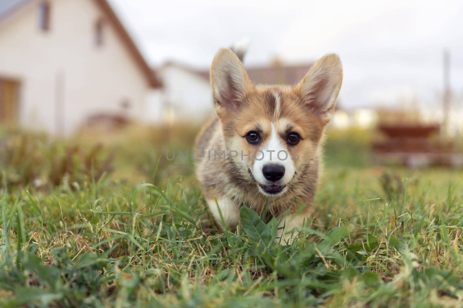 Portrait of wonderful welsh pembroke corgi puppy running walking on grass lawn near houses in summer, looking at camera. Domestic animal, pet care, nature, veterinary clinic, animal life. Soft focus.