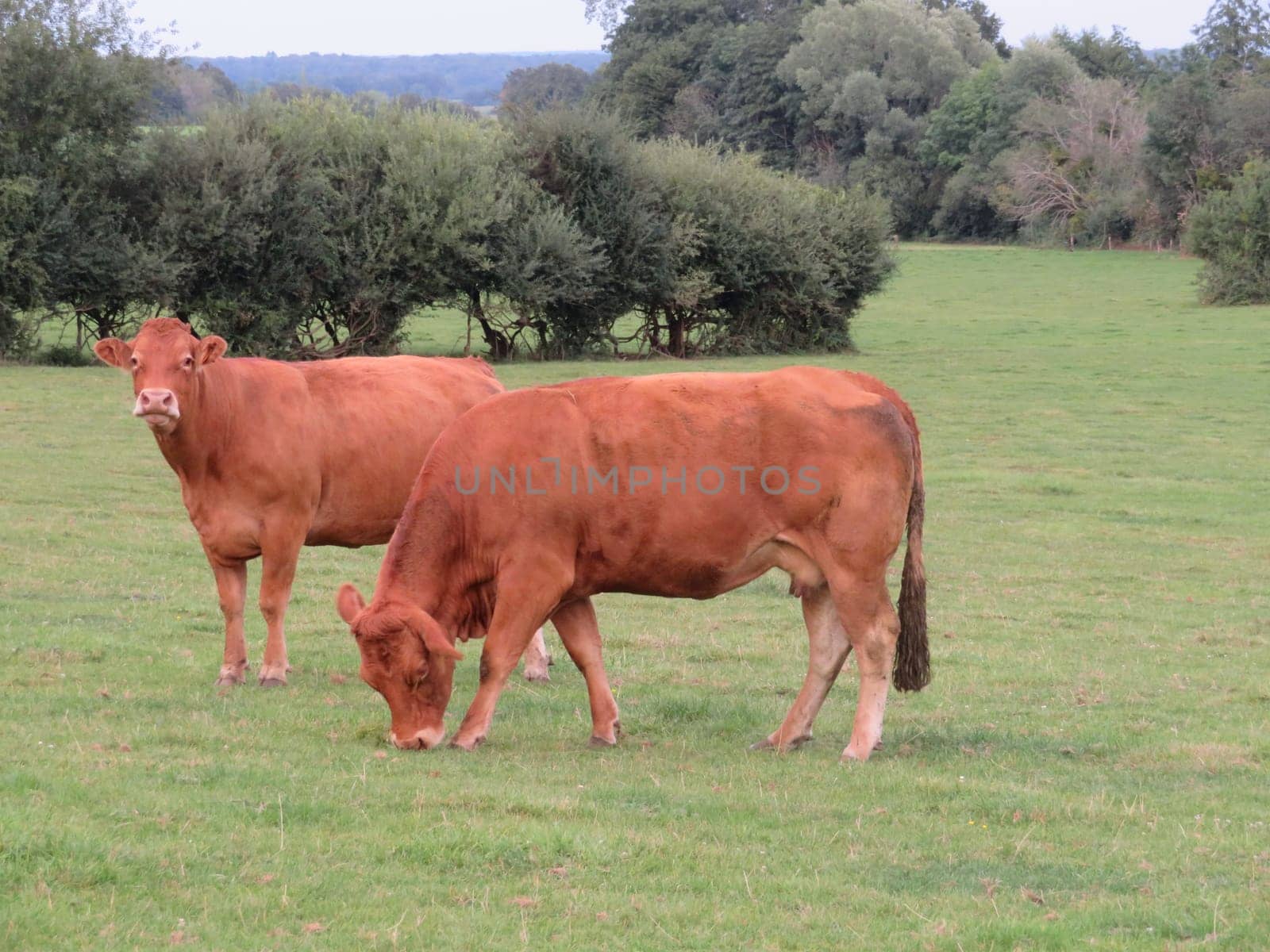 animal cow farm meadows boil milk meat feed production