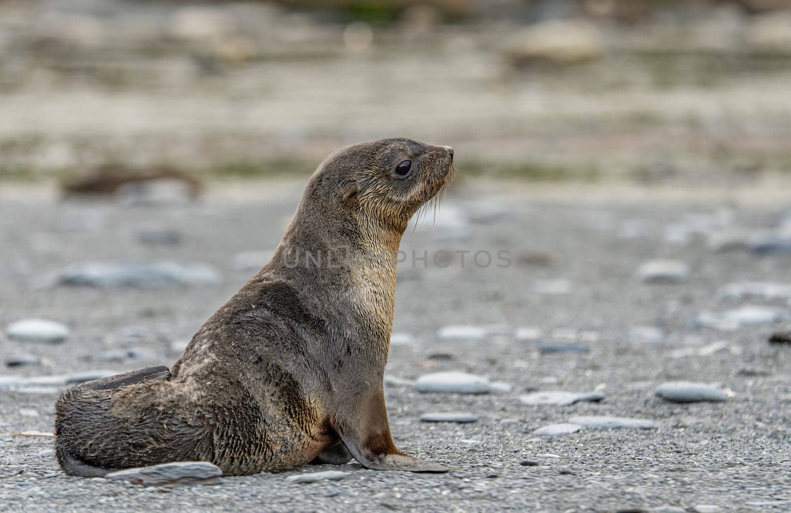 Juvenile Antarctic fur seal (Arctocephalus gazella) in South Georgia in its natural environment
