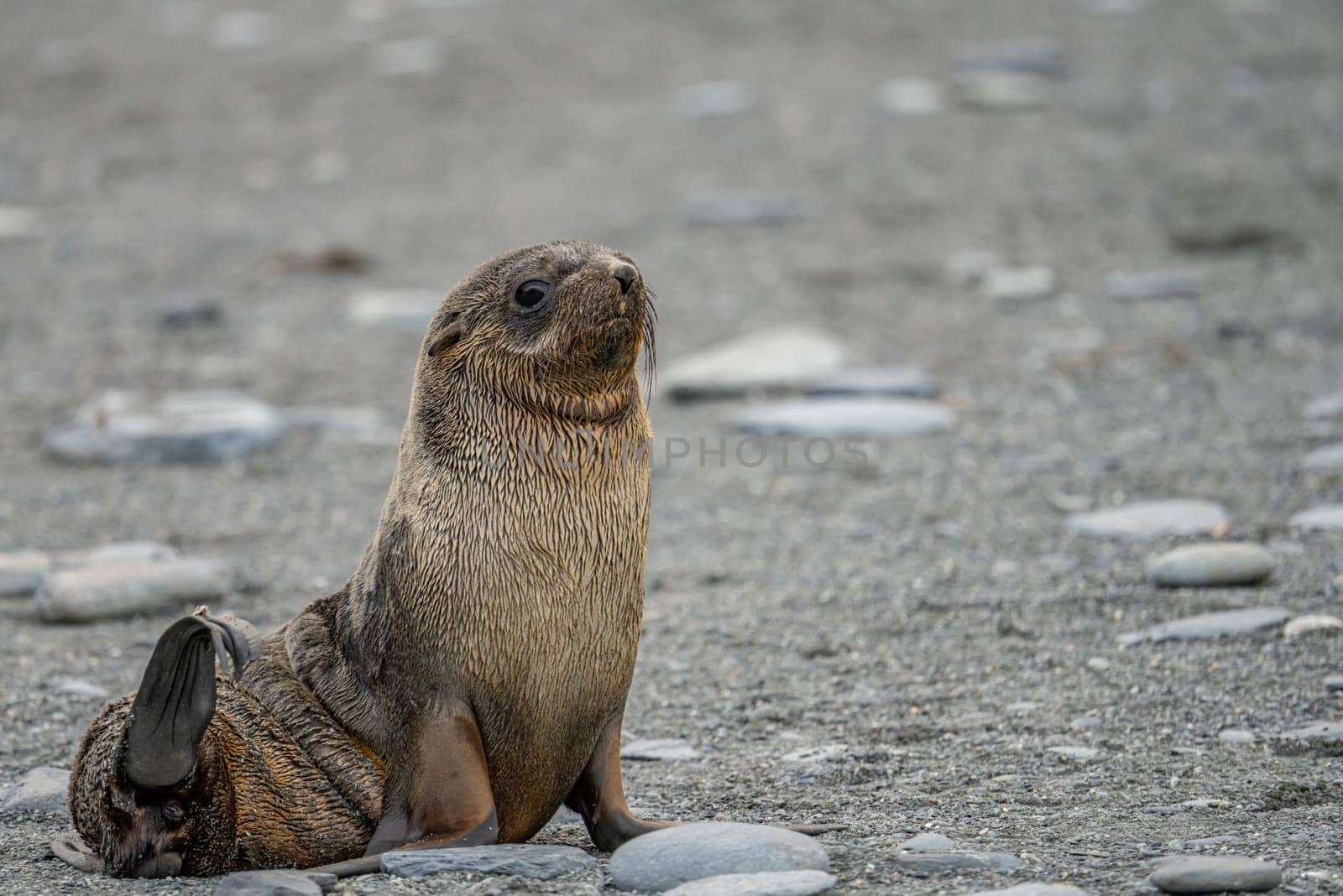 Juvenile Antarctic fur seal (Arctocephalus gazella) in South Georgia in its natural environment