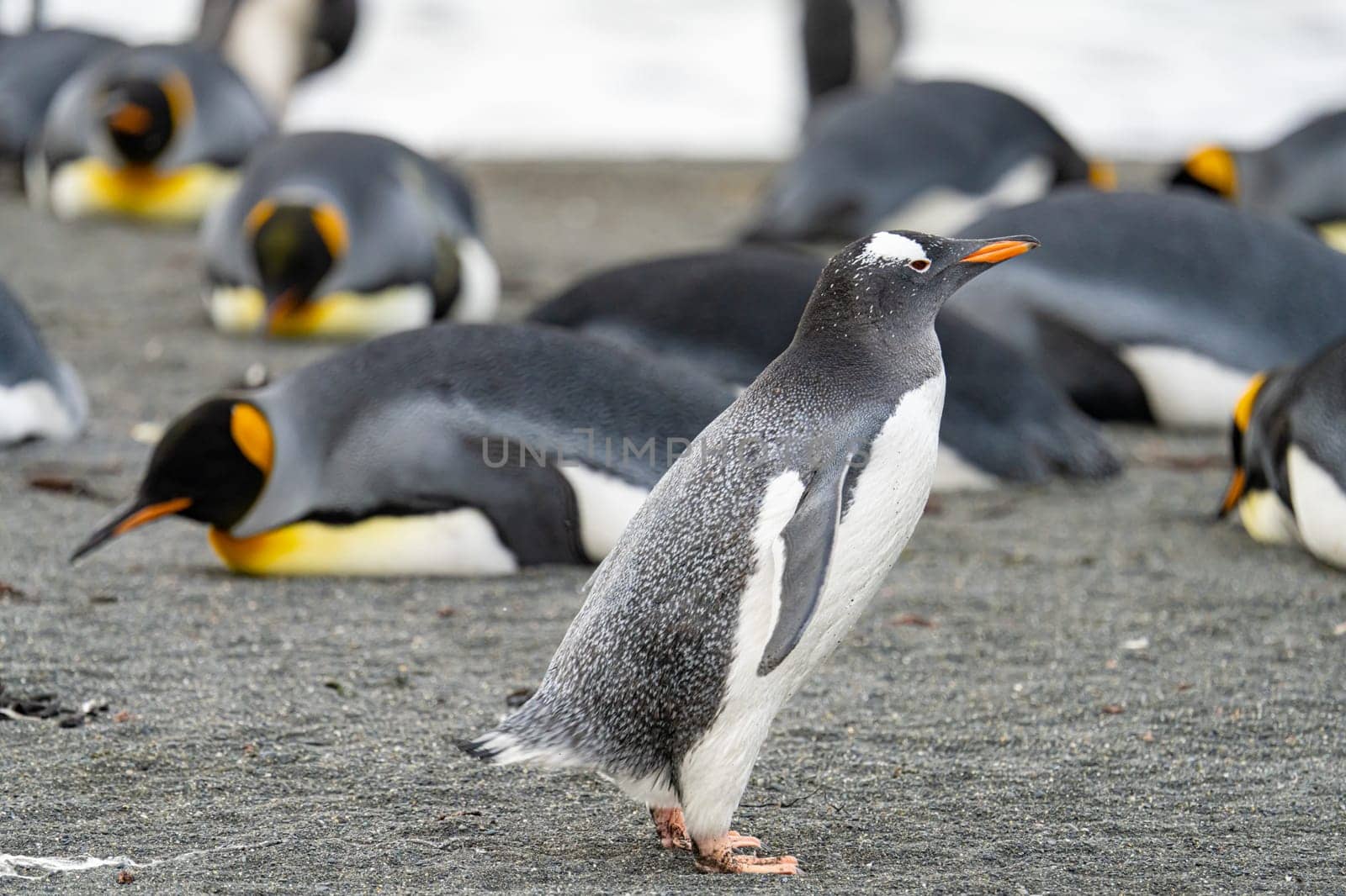 Single Gentoo Penguin (Pygoscelis papua) in the King Penguin colony on South Georgia