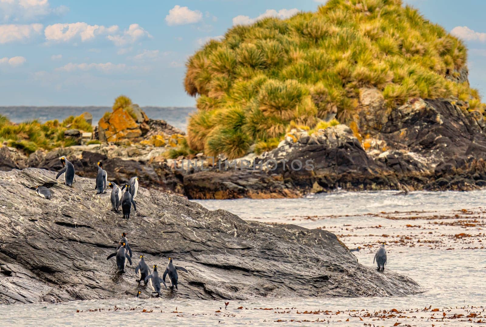 Juvenile Antarctic fur seal (Arctocephalus gazella) in South Georgia in its natural environment