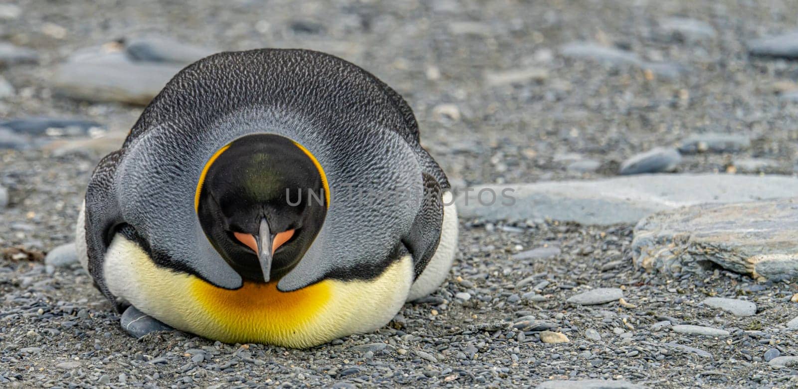 single king penguin (APTENODYTES PATAGONICUS) lies sleeping or resting on the beach of South Georgia