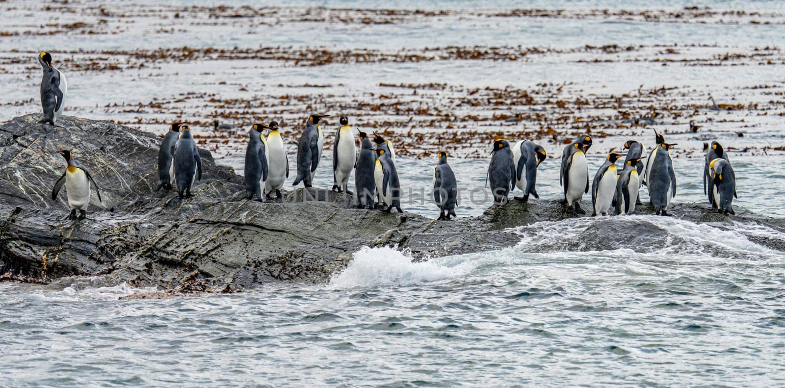 Group of King Penguins (APTENODYTES PATAGONICUS) on South Georgia
