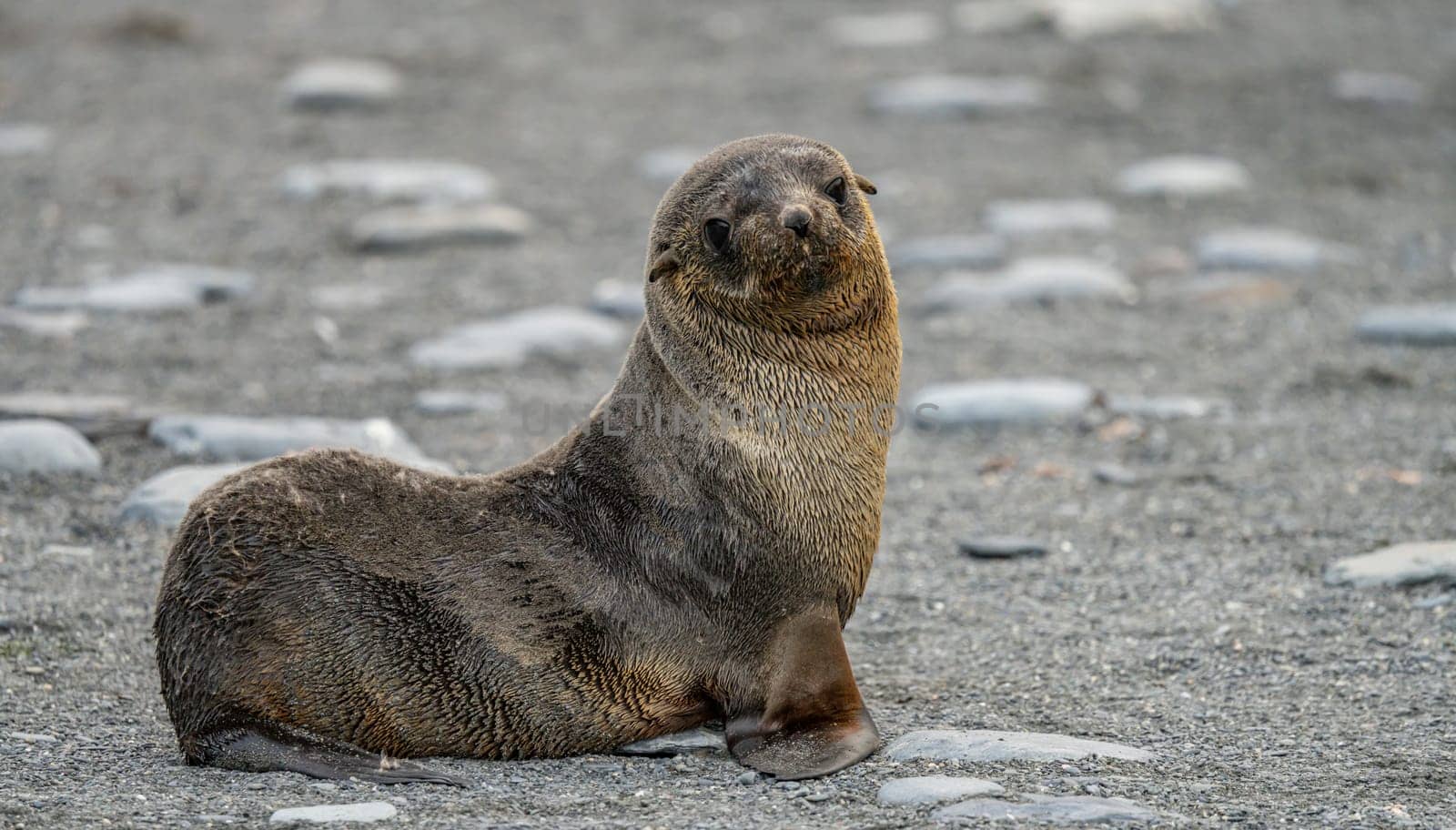 Juvenile Antarctic fur seal (Arctocephalus gazella) in South Georgia in its natural environment