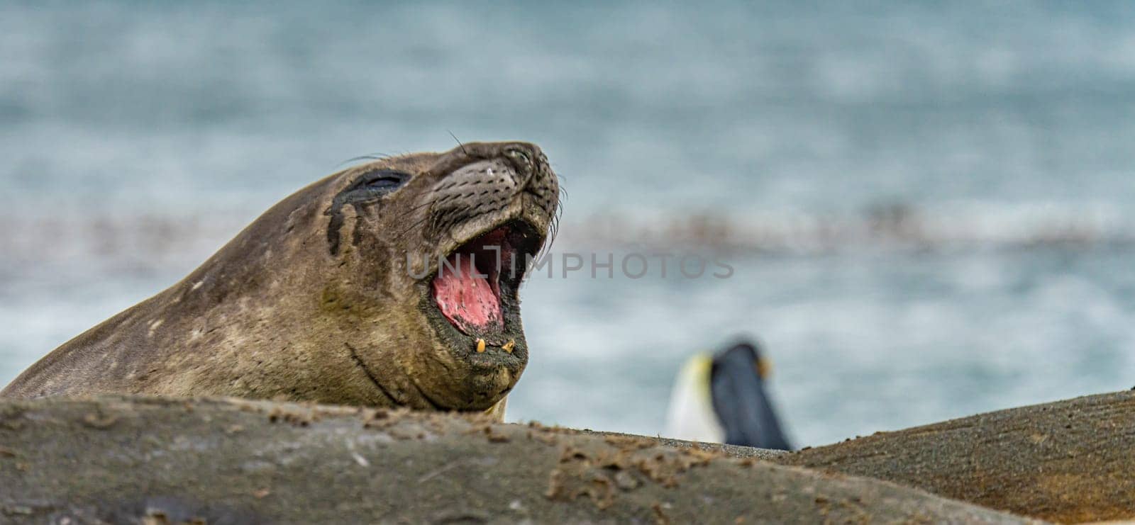 Juvenile Antarctic fur seal (Arctocephalus gazella) in South Georgia in its natural environment