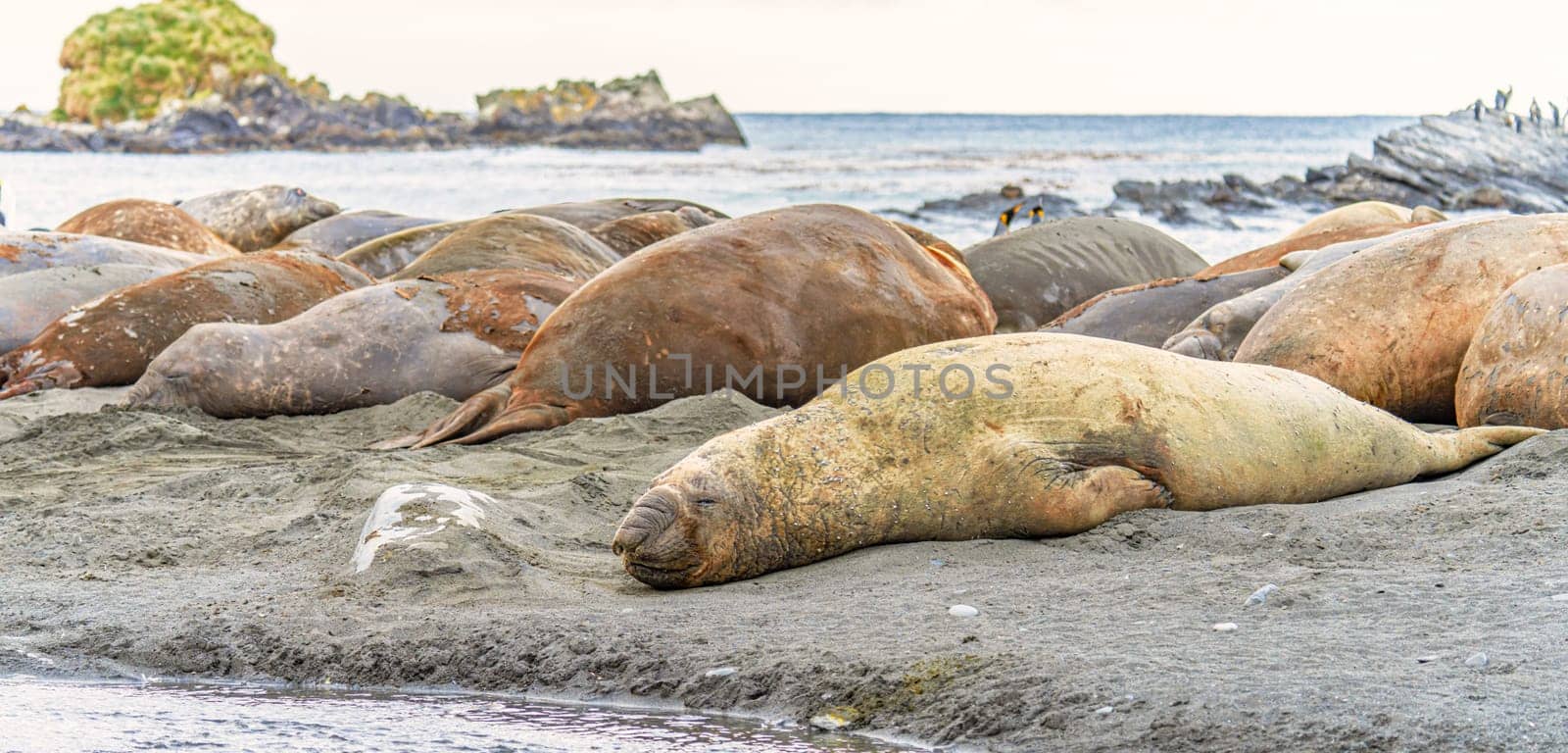 South Georgia - Where king penguins and elephant seals say goodnight - Southern Elephant Seal (Mirounga leonin) lies relaxed on the shore in the sand