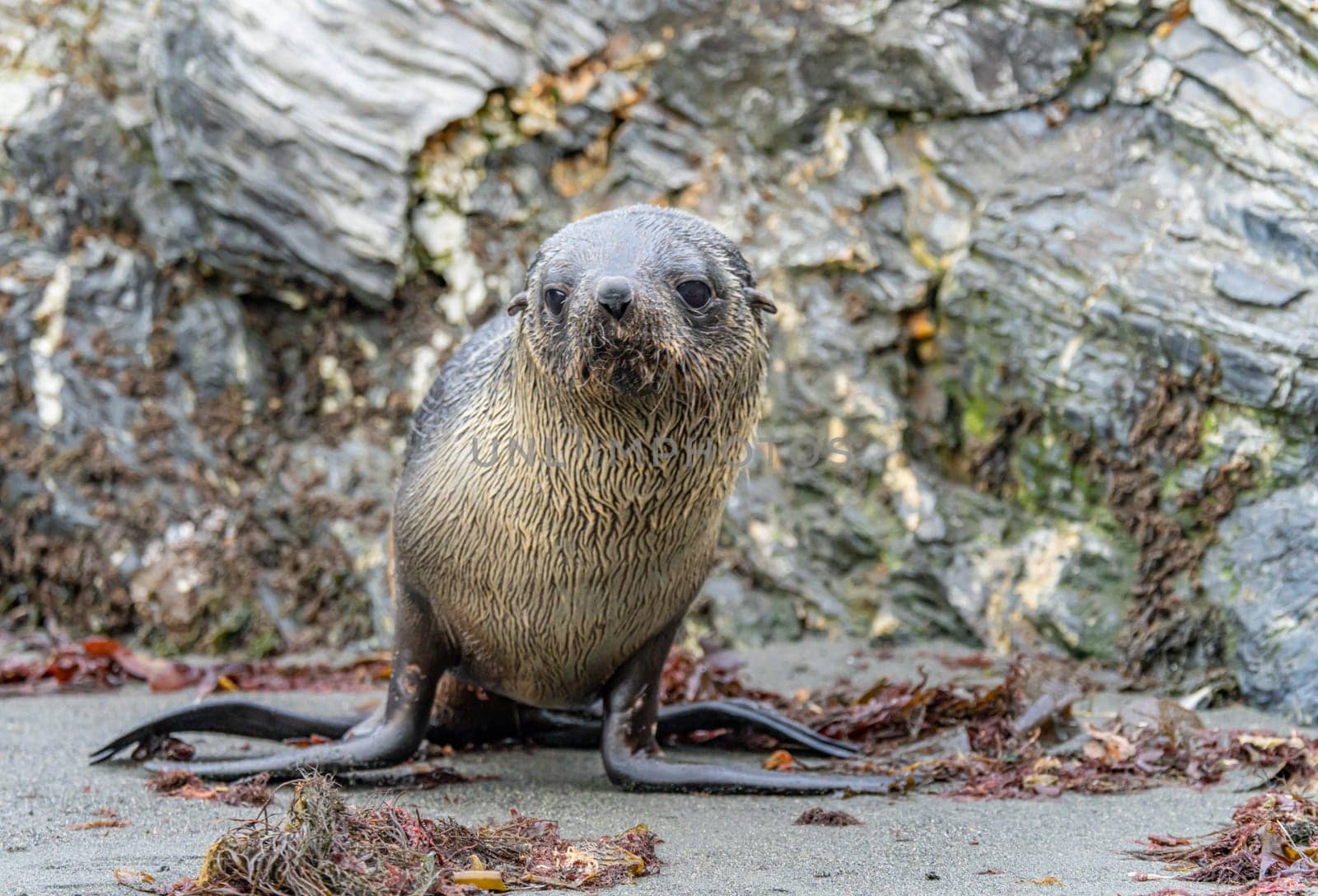 Juvenile Antarctic fur seal (Arctocephalus gazella) in South Georgia in its natural environment