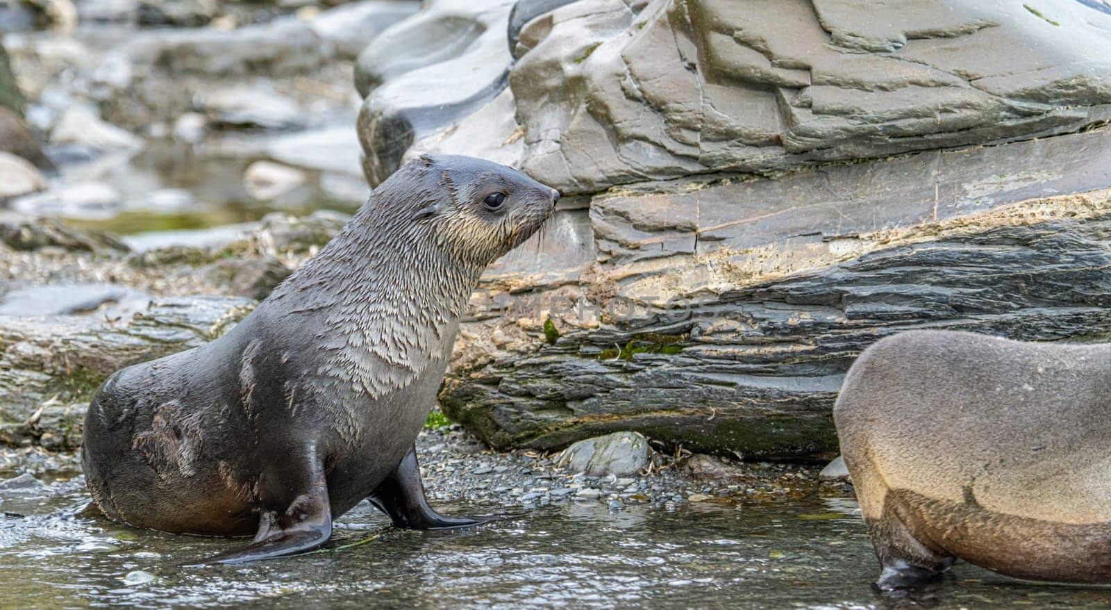 Juvenile Antarctic fur seal (Arctocephalus gazella) in South Georgia in its natural environment