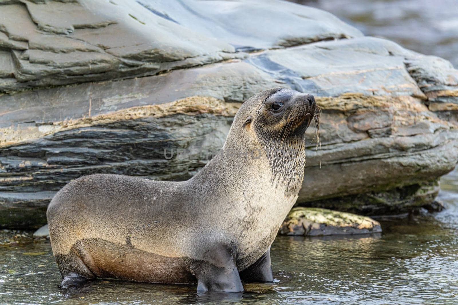 Juvenile Antarctic fur seal (Arctocephalus gazella) in South Georgia in its natural environment