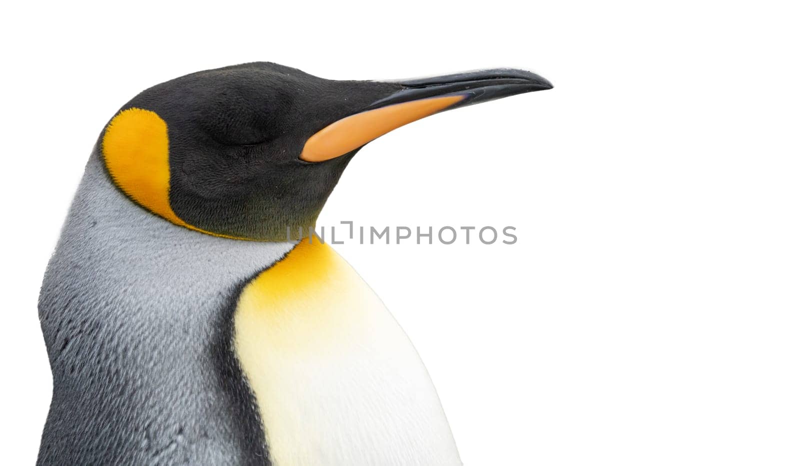 single king penguin (APTENODYTES PATAGONICUS) isolated against white background