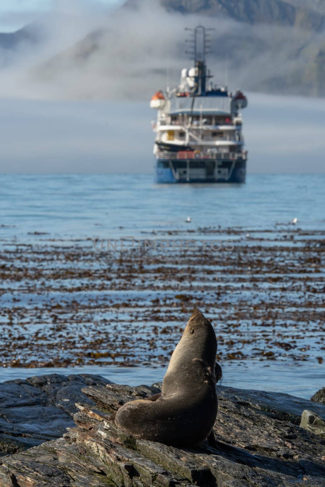 Antarctic fur seal (Arctocephalus gazella) on the shore of South Georgia looking towards an Antarctic expedition ship in the background.