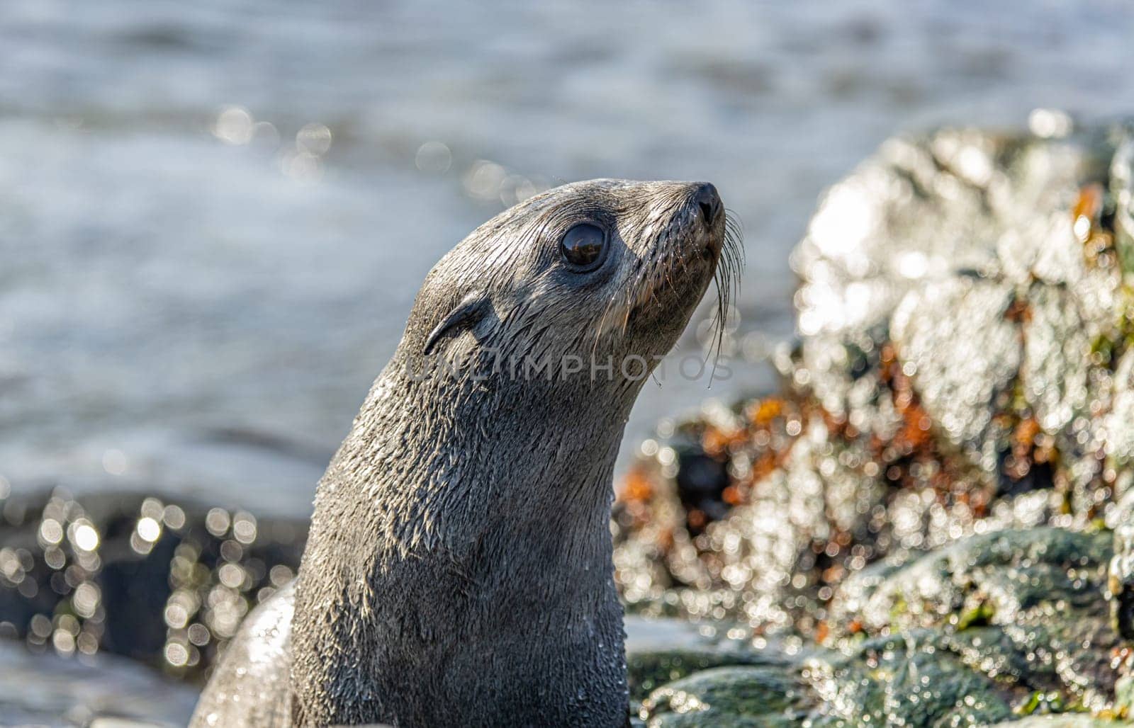 Juvenile Antarctic fur seal (Arctocephalus gazella) in South Georgia in its natural environment