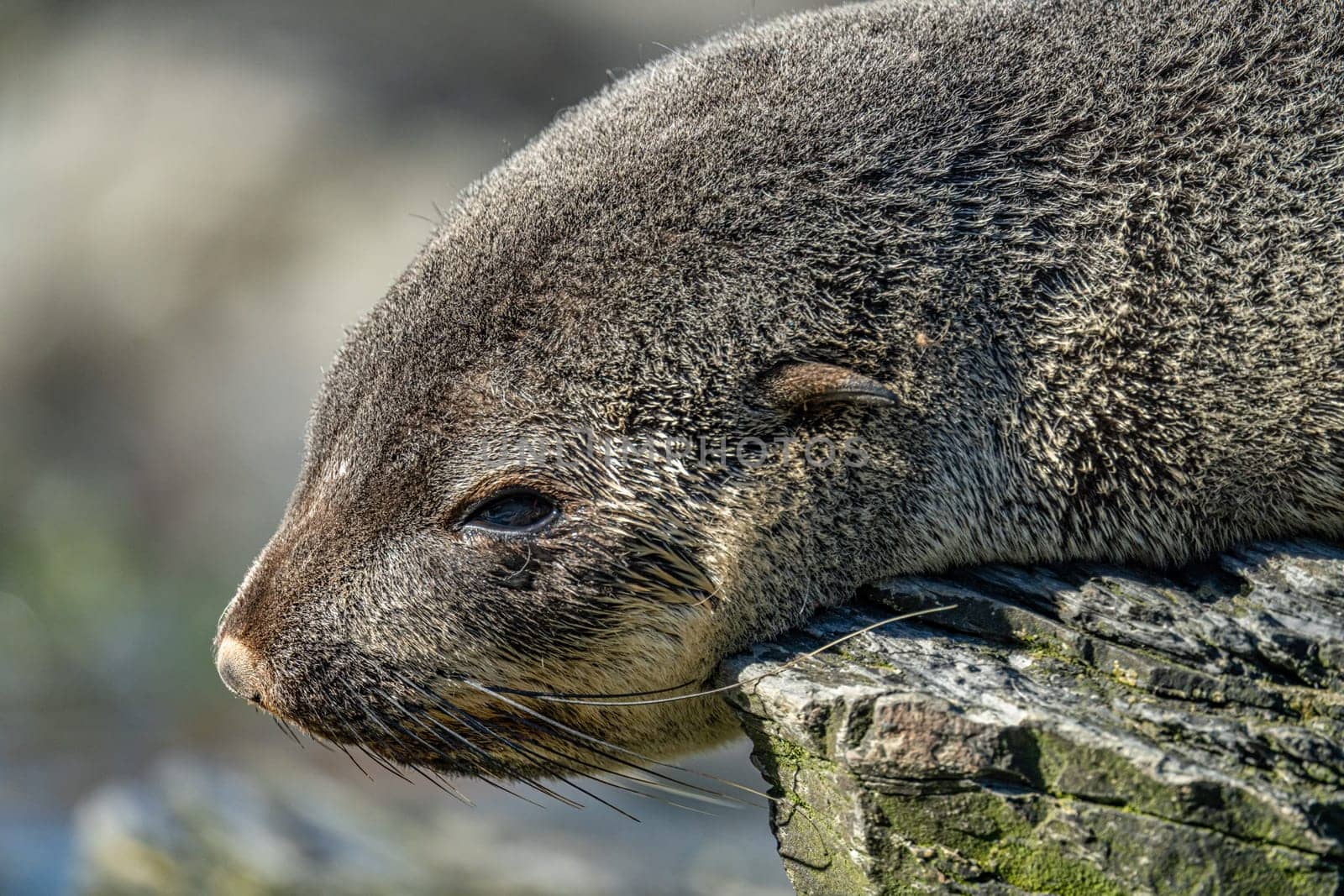 Juvenile Antarctic fur seal (Arctocephalus gazella) in South Georgia in its natural environment