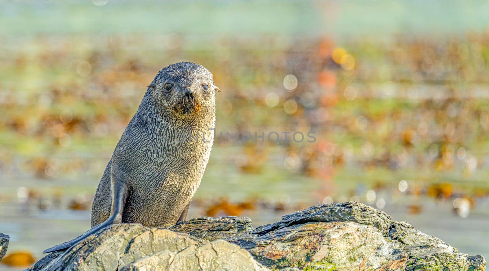 Juvenile Antarctic fur seal (Arctocephalus gazella) in South Georgia in its natural environment