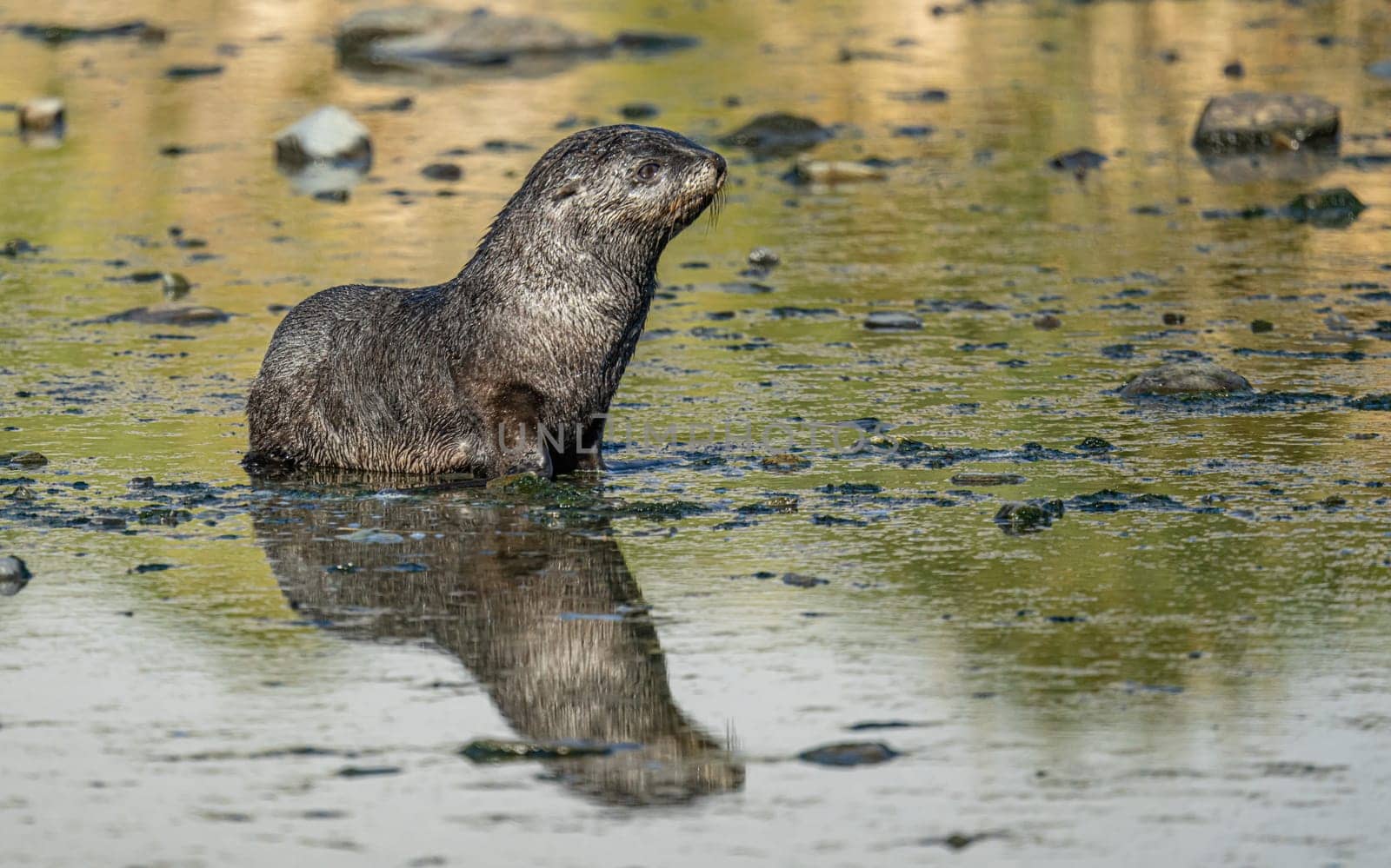 Juvenile Antarctic fur seal (Arctocephalus gazella) in South Georgia in its natural environment