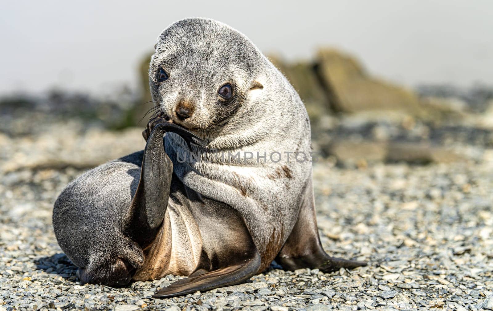 Juvenile Antarctic fur seal (Arctocephalus gazella) in South Georgia in its natural environment