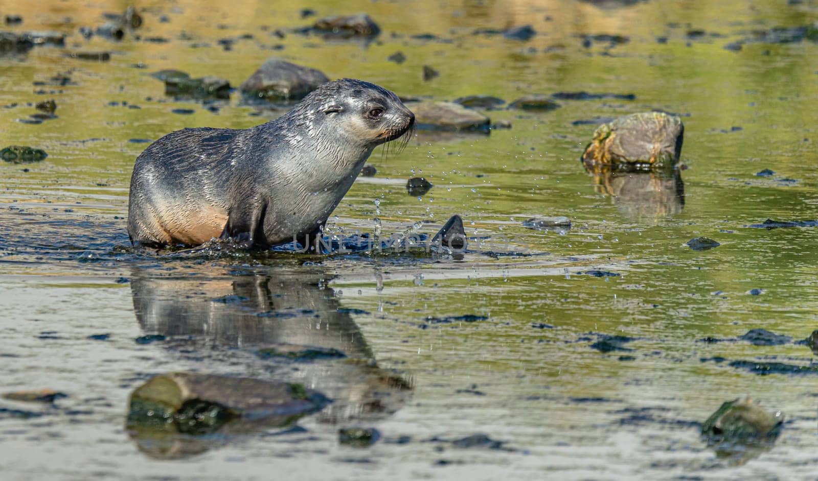 Juvenile Antarctic fur seal (Arctocephalus gazella) in South Georgia in its natural environment