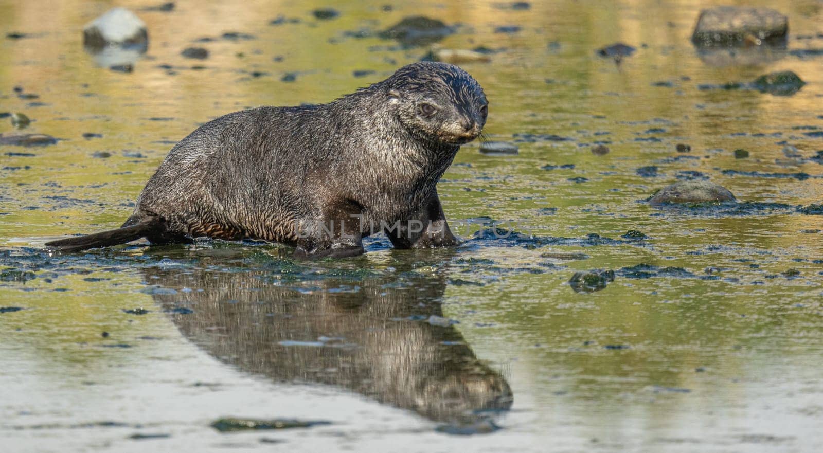 Juvenile Antarctic fur seal (Arctocephalus gazella) in South Georgia in its natural environment