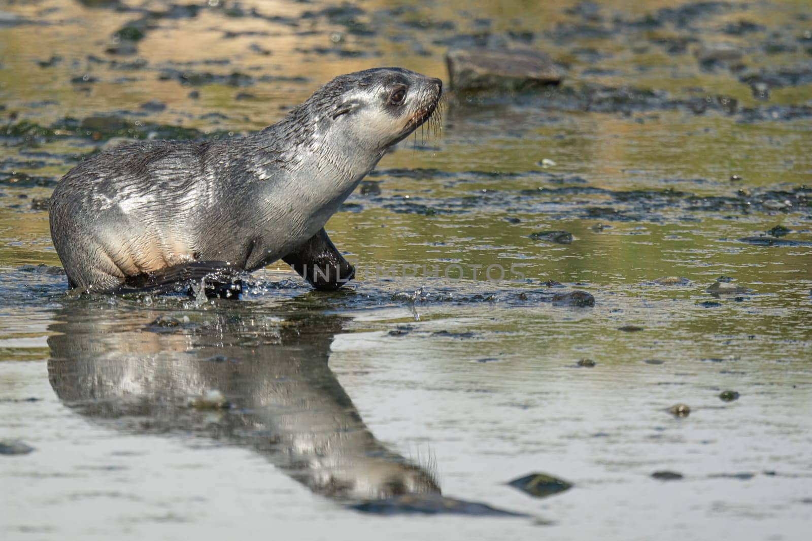 Juvenile Antarctic fur seal (Arctocephalus gazella) in South Georgia in its natural environment