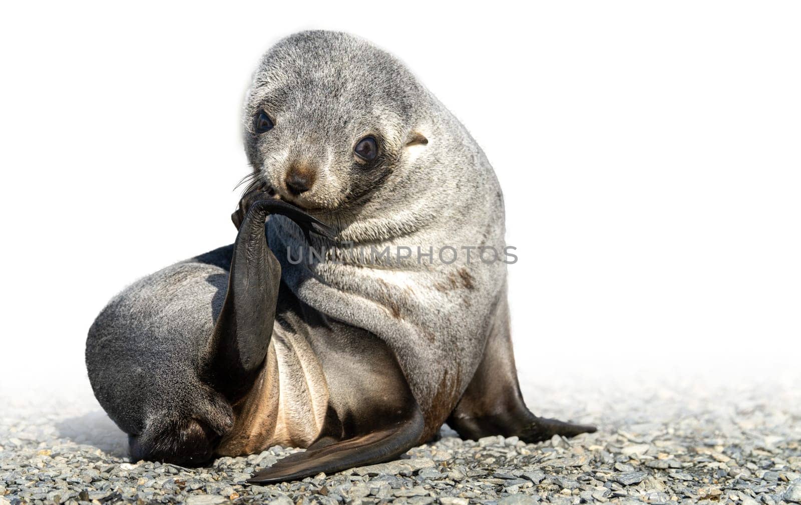 Juvenile Antarctic fur seal (Arctocephalus gazella) in South Georgia in its natural environment