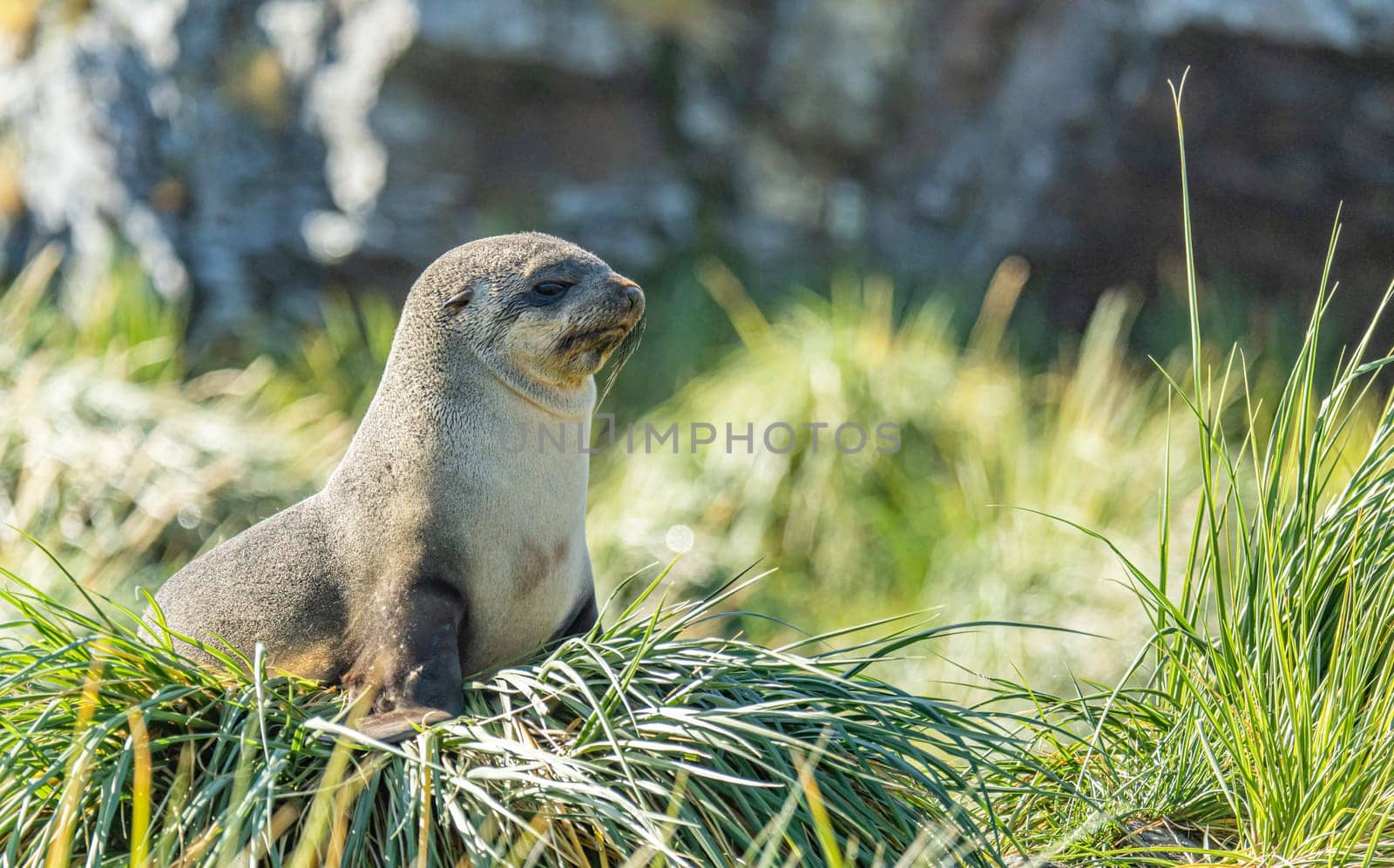 Juvenile Antarctic fur seal (Arctocephalus gazella) in South Georgia in its natural environment