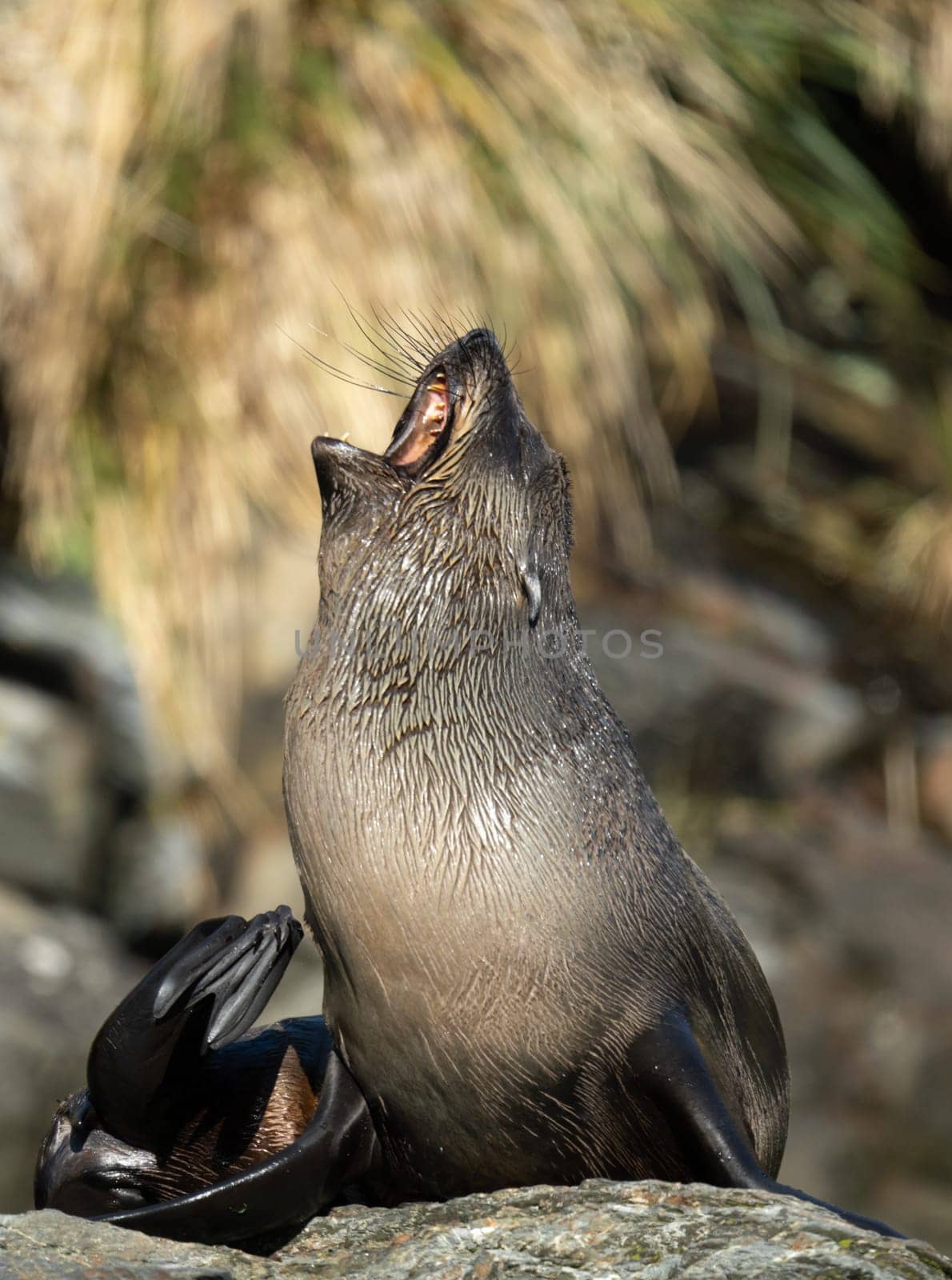 Juvenile Antarctic fur seal (Arctocephalus gazella) in South Georgia in its natural environment