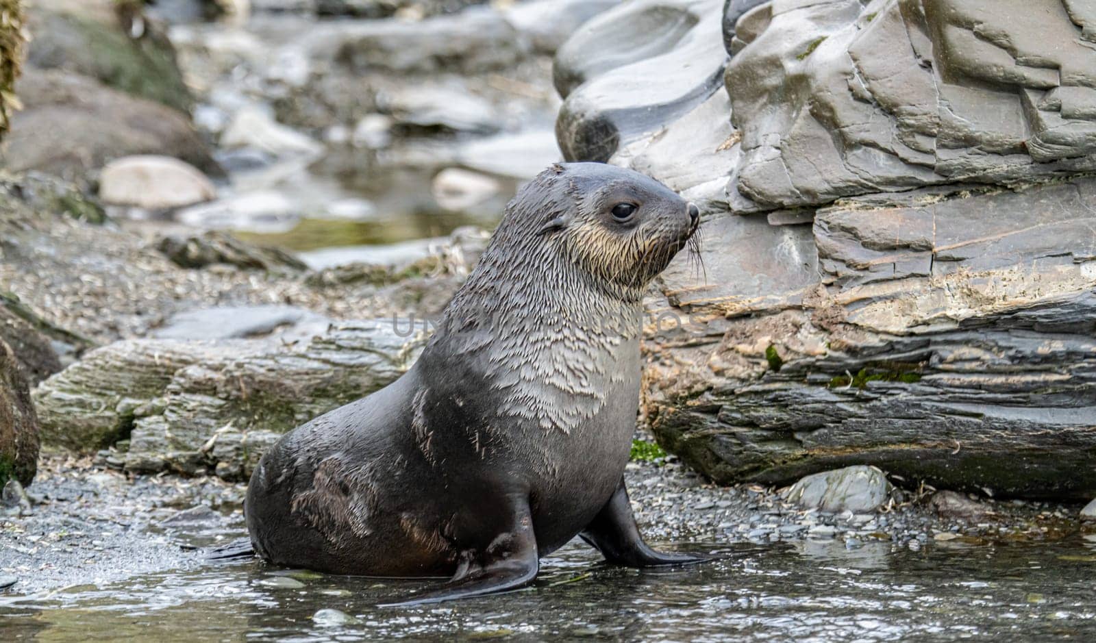 Juvenile Antarctic fur seal (Arctocephalus gazella) in South Georgia in its natural environment