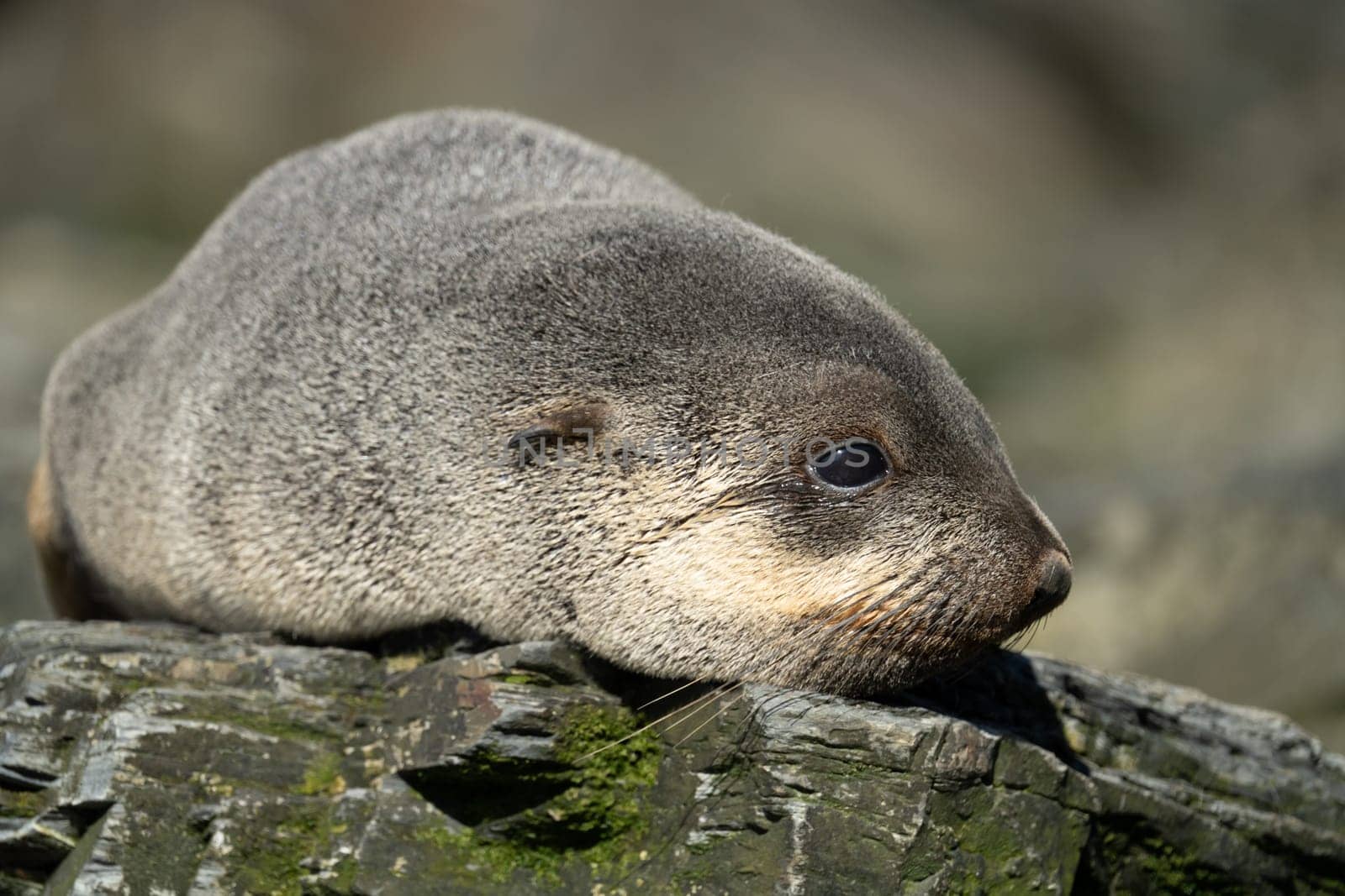 Juvenile Antarctic fur seal (Arctocephalus gazella) in South Georgia in its natural environment